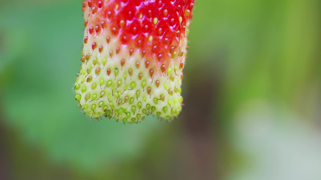 宏。灌木上的草莓特写。视频素材