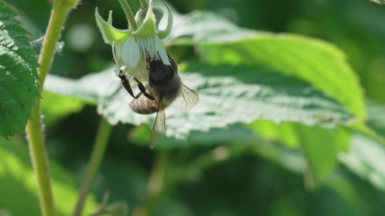 特写镜头。蜜蜂给树莓花授粉。视频素材