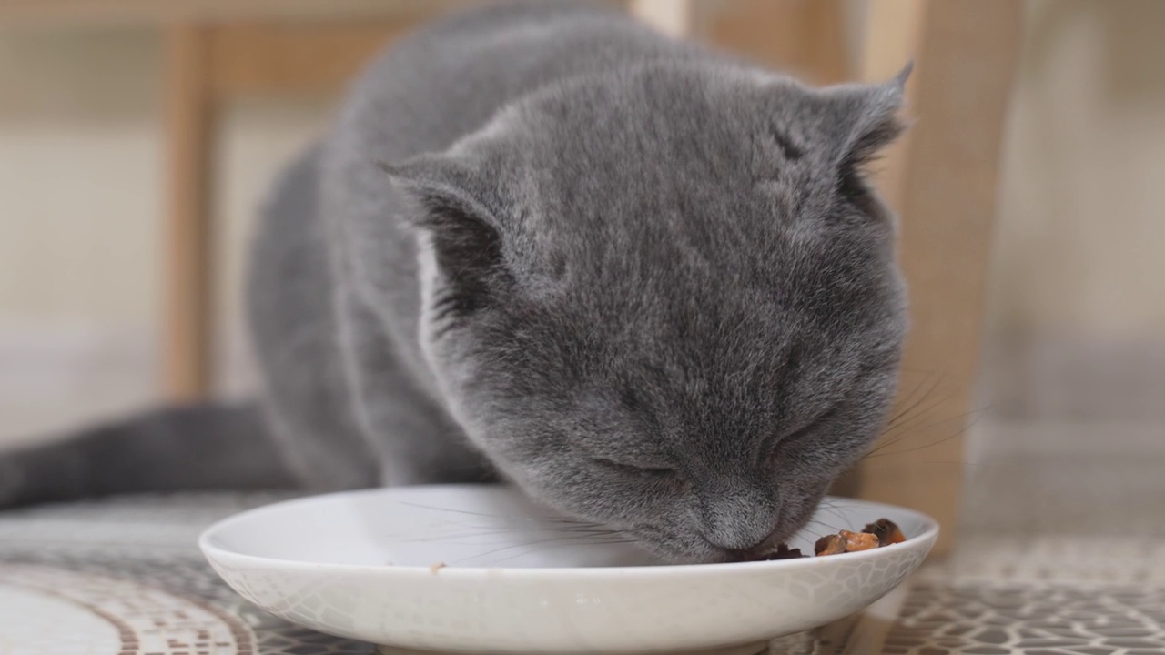 一只可爱又有趣的英国短毛猫小猫在吃碟子里的食物。视频素材