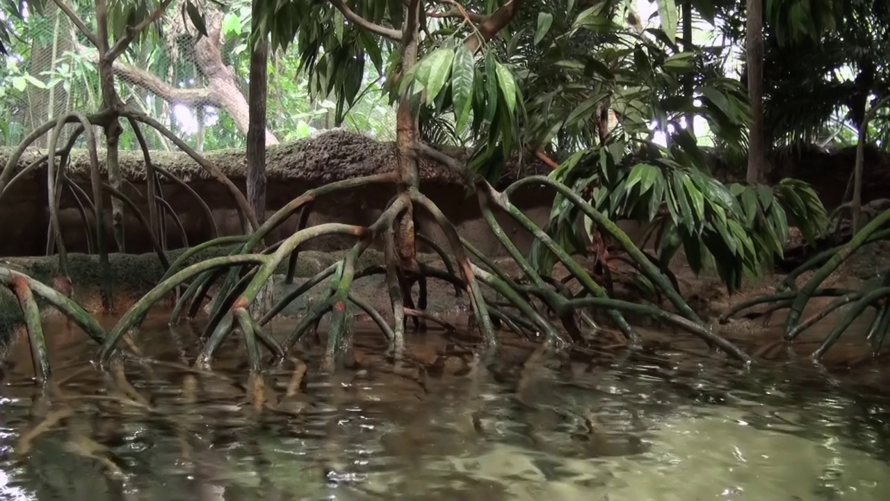 雄性长鼻猴，鼻幼虫，咀嚼食物。视频素材