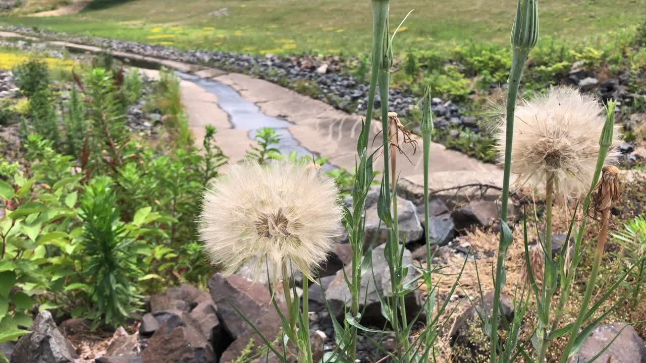 夏天的花朵和收集花粉的大黄蜂。视频素材