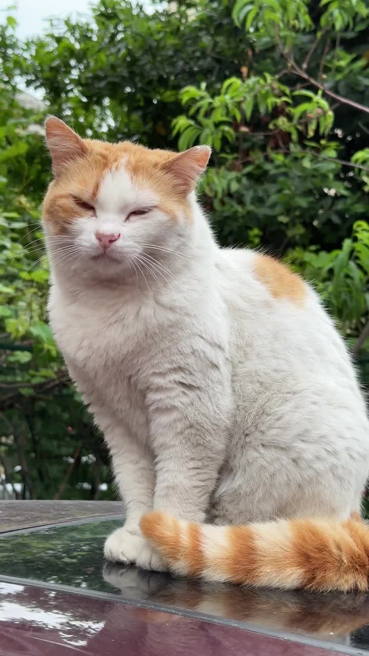 流浪猫坐在车上视频素材