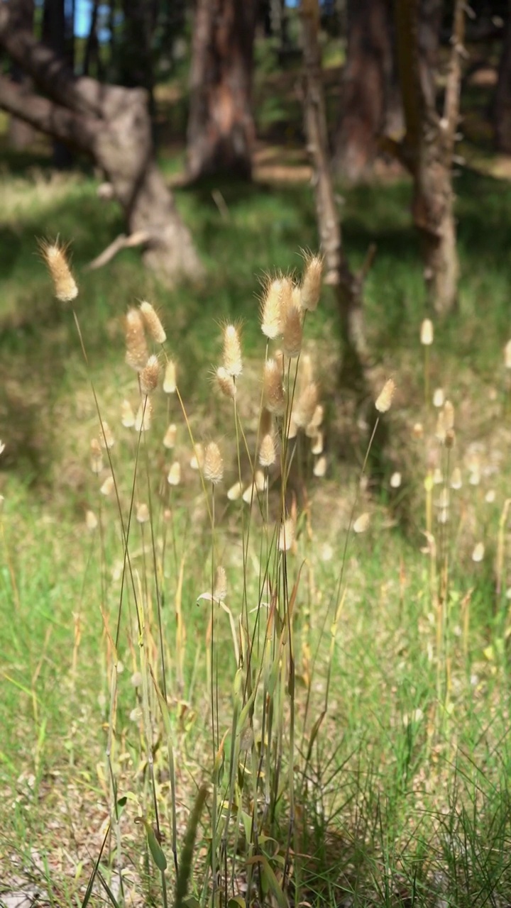 野生植物随风飘荡。自然背景。视频下载