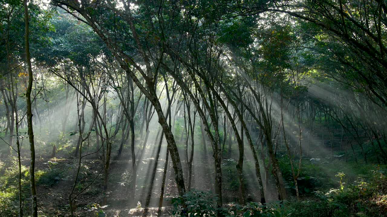 橡胶树林中有光束视频下载