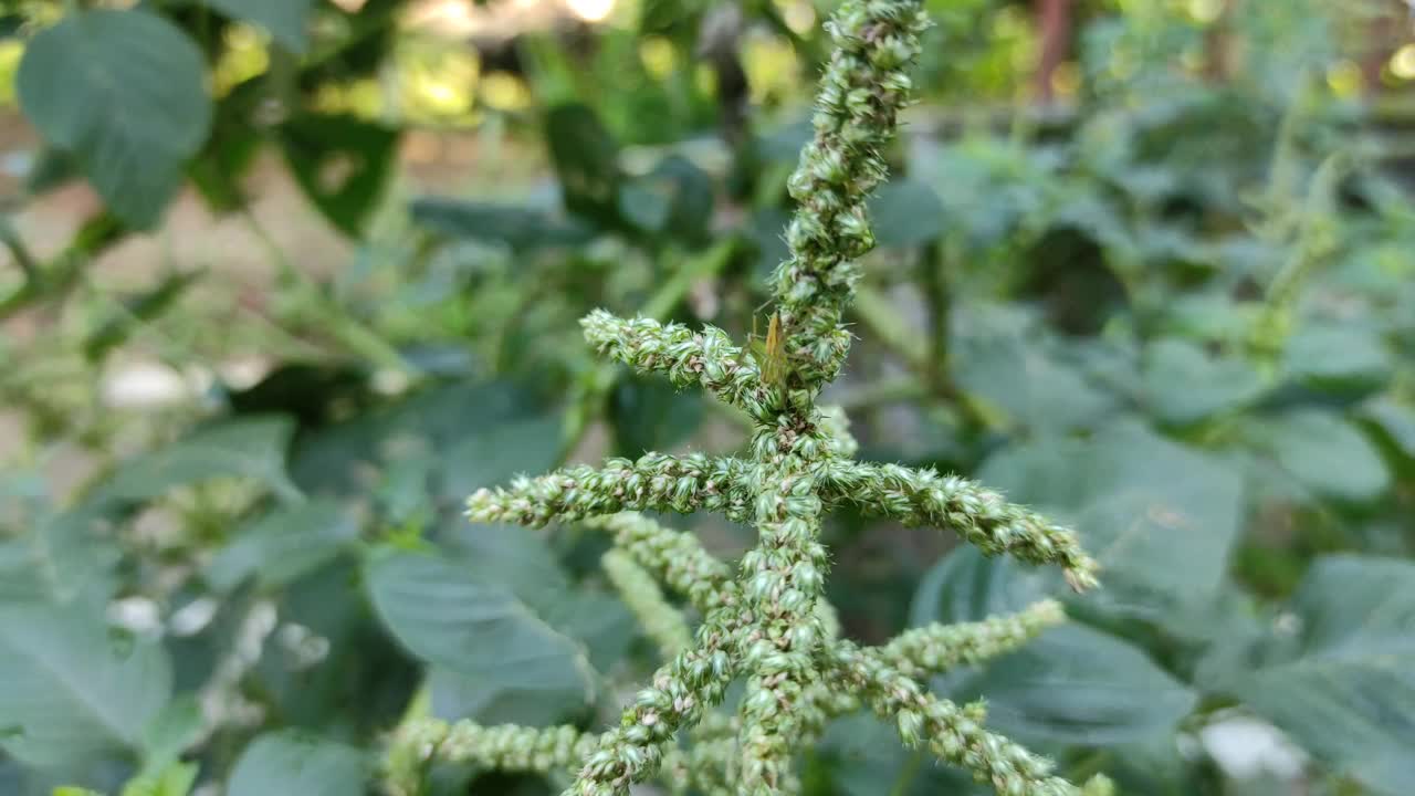 有刺的菠菜或苋菜视频素材