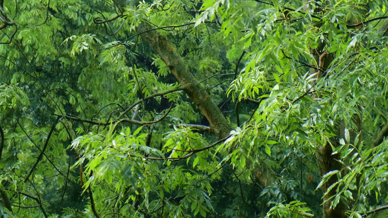 暴雨倾盆，夏季雷暴。绿色的树作为背景。多风多雨的天气，近距离拍摄带有散景的暗夜镜头。季节热带雨林风暴视频素材