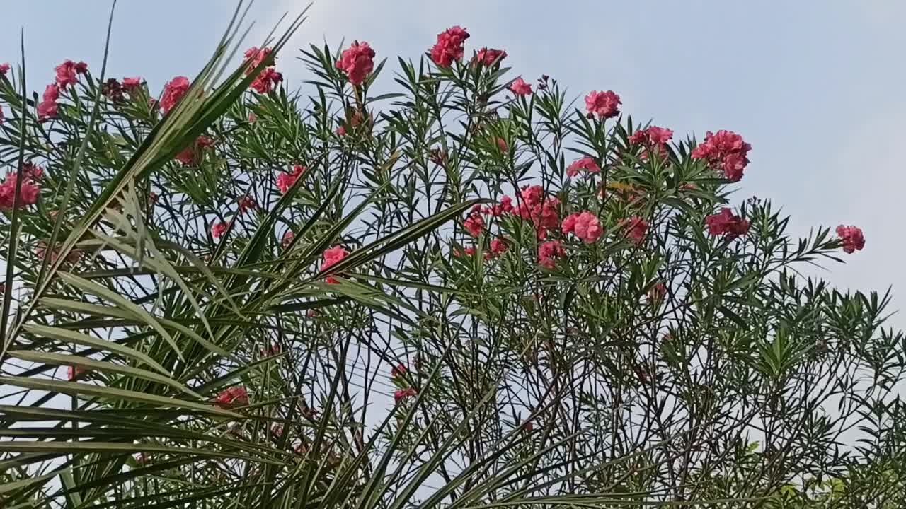 红色的鸡蛋花树视频素材