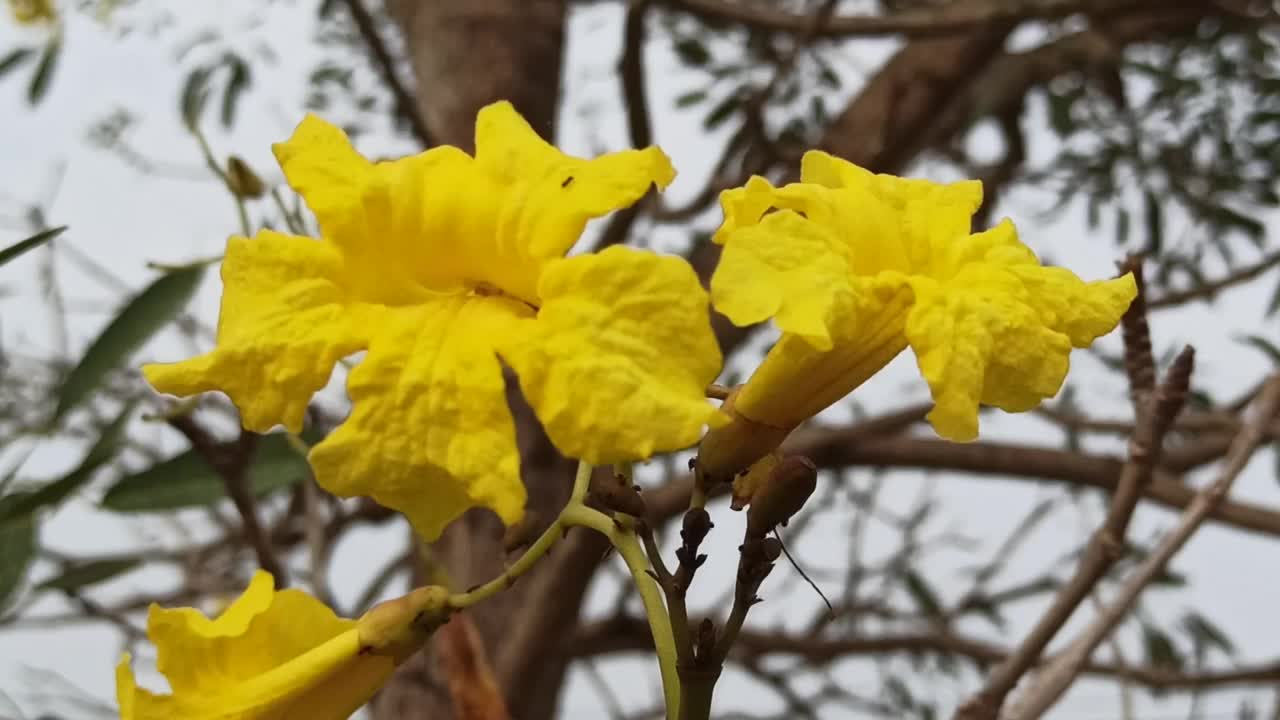 黄色的花视频素材