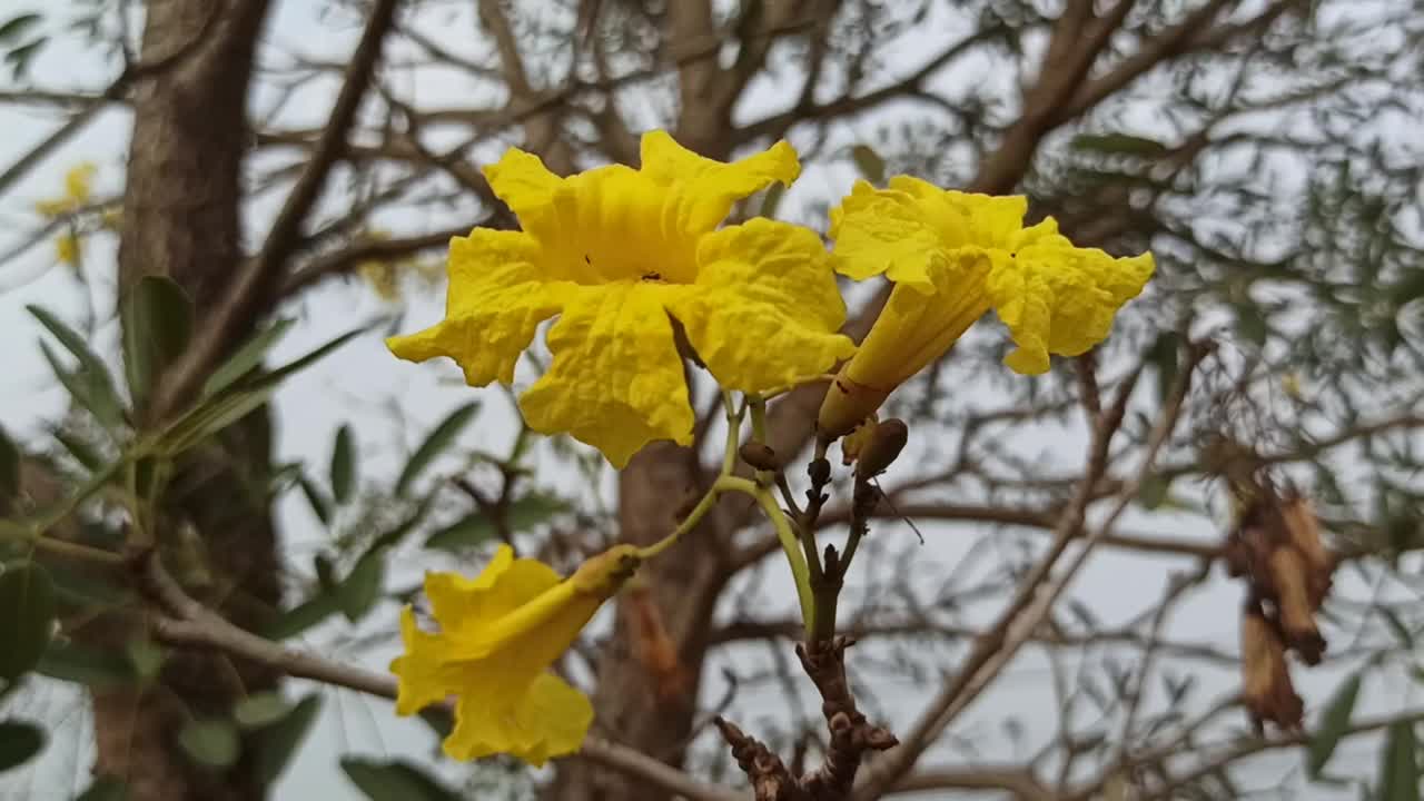 黄色的花视频素材