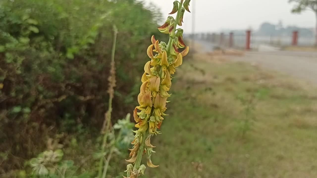 黄色的花视频素材