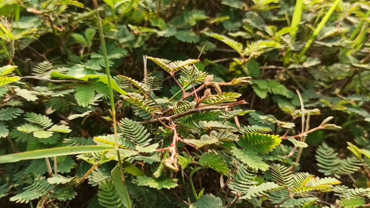 含羞草叶视频素材