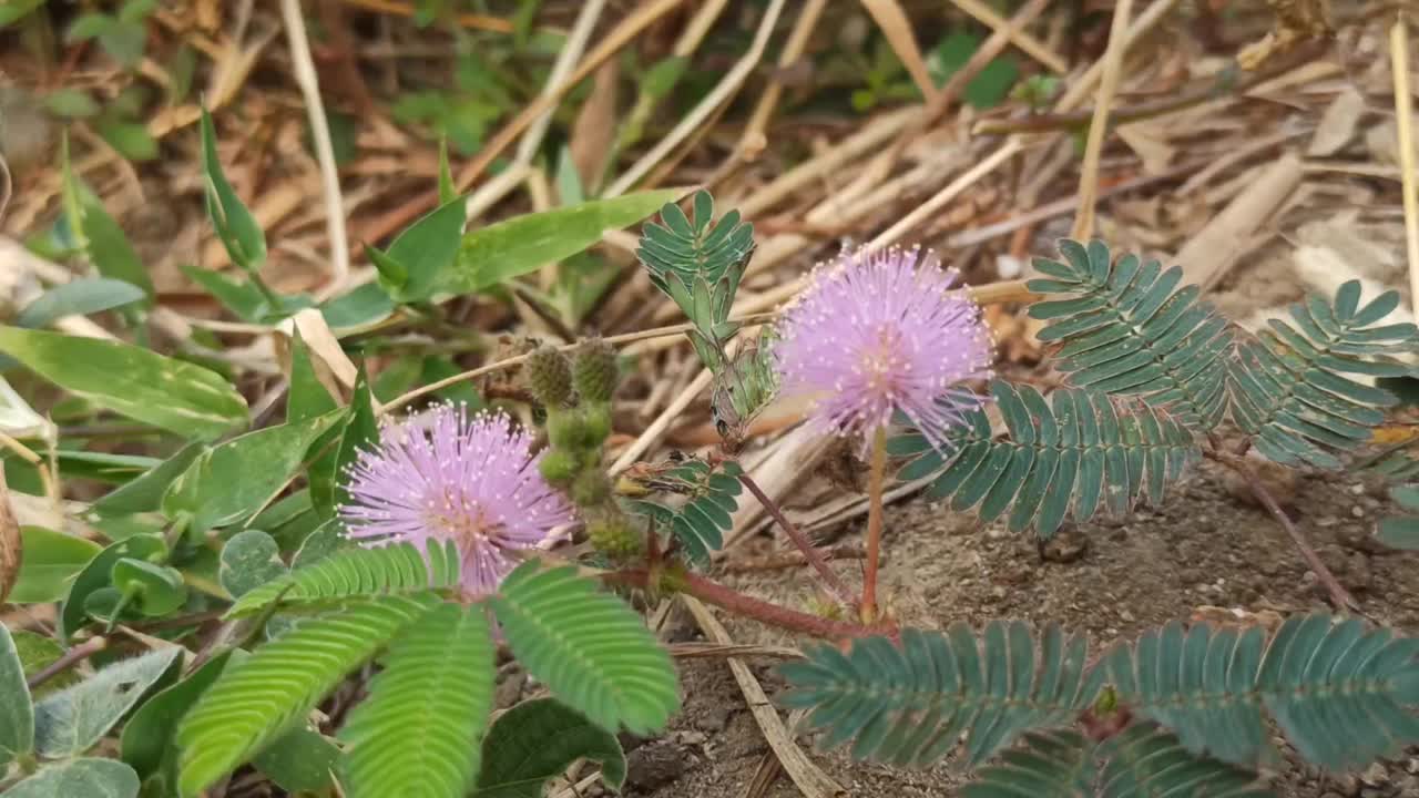 含羞草花视频素材