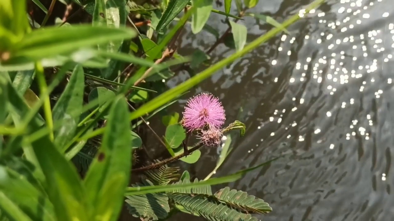 含羞草花视频素材