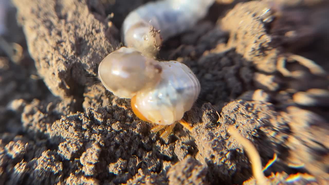 甲虫幼虫会在地上爬吗视频素材