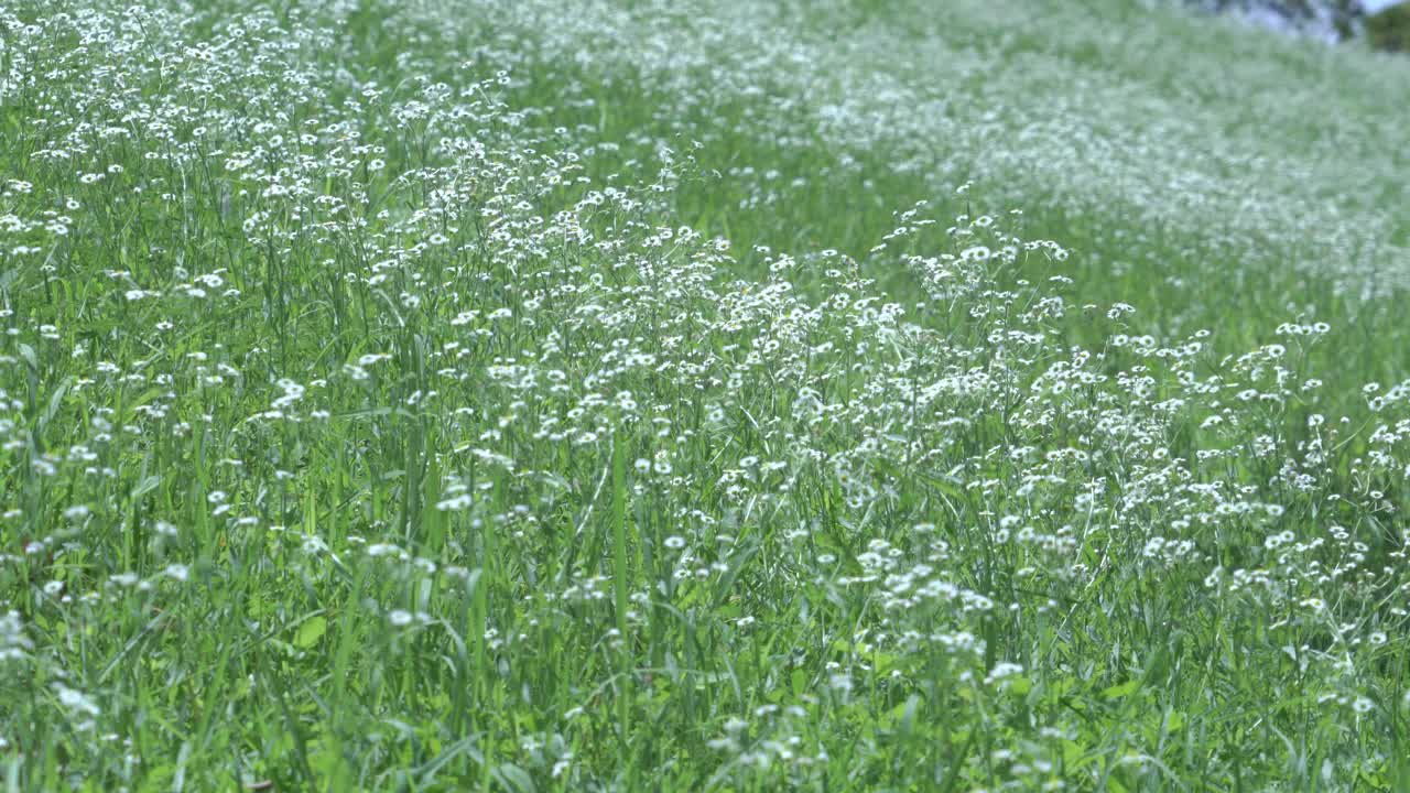 花儿在风中摇曳视频下载