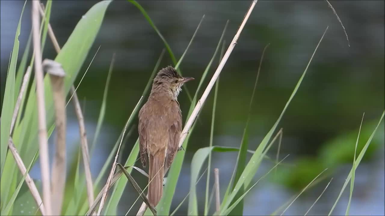 大苇莺啁啾视频素材