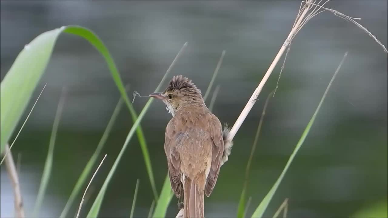 大苇莺啁啾视频素材