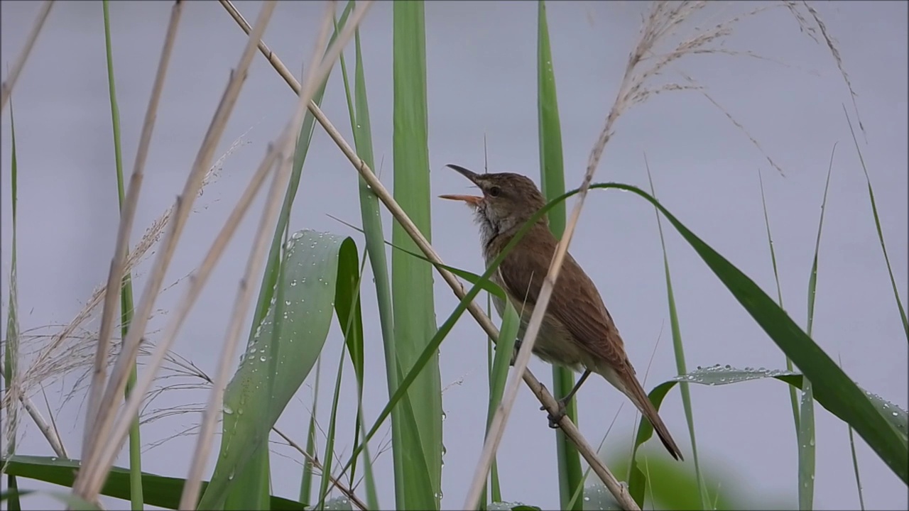 大苇莺啁啾视频素材