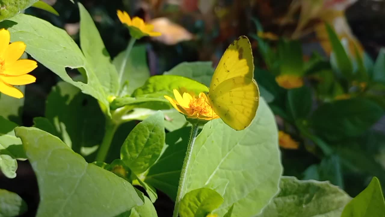 美丽的大自然，可爱的黄蝴蝶和花园里的黄花。视频素材