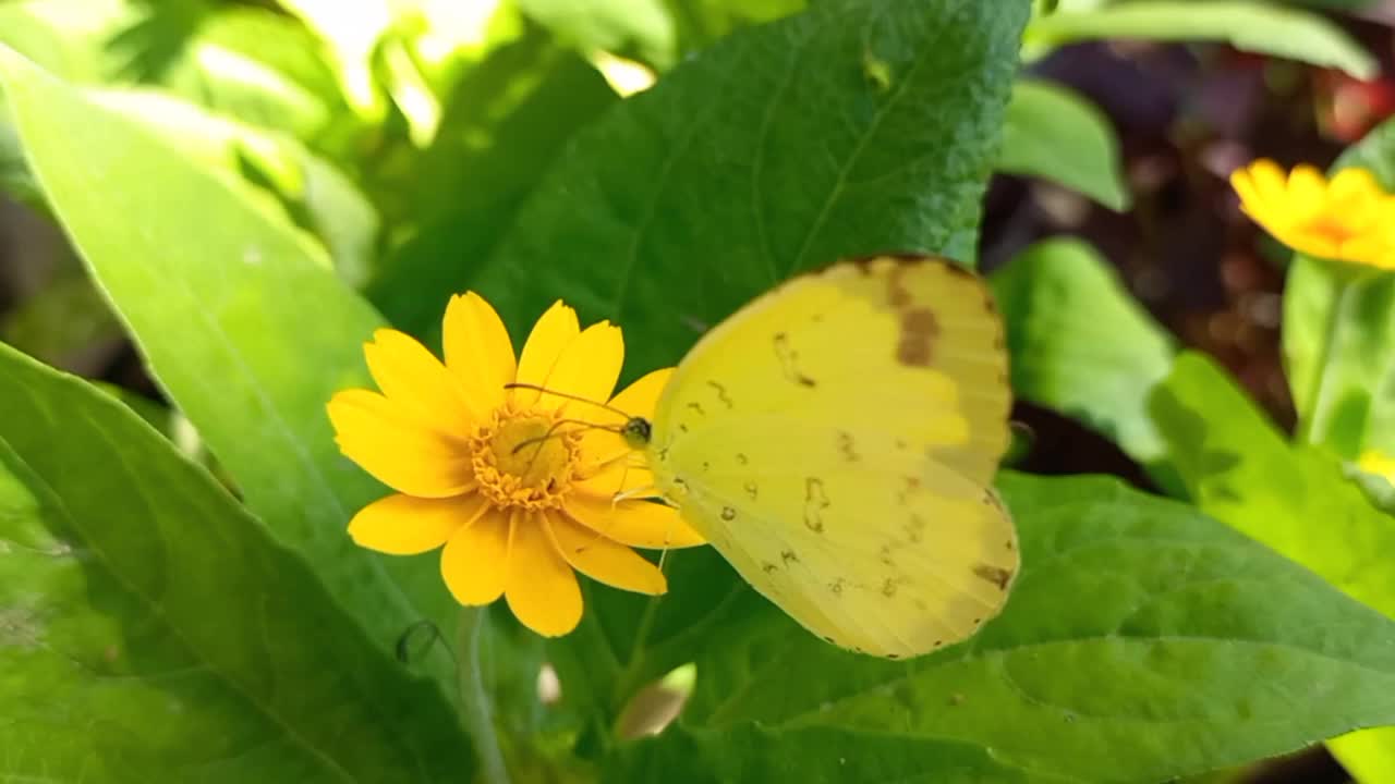 一只可爱的黄蝴蝶栖息在花园里一朵漂亮的黄花上。视频素材