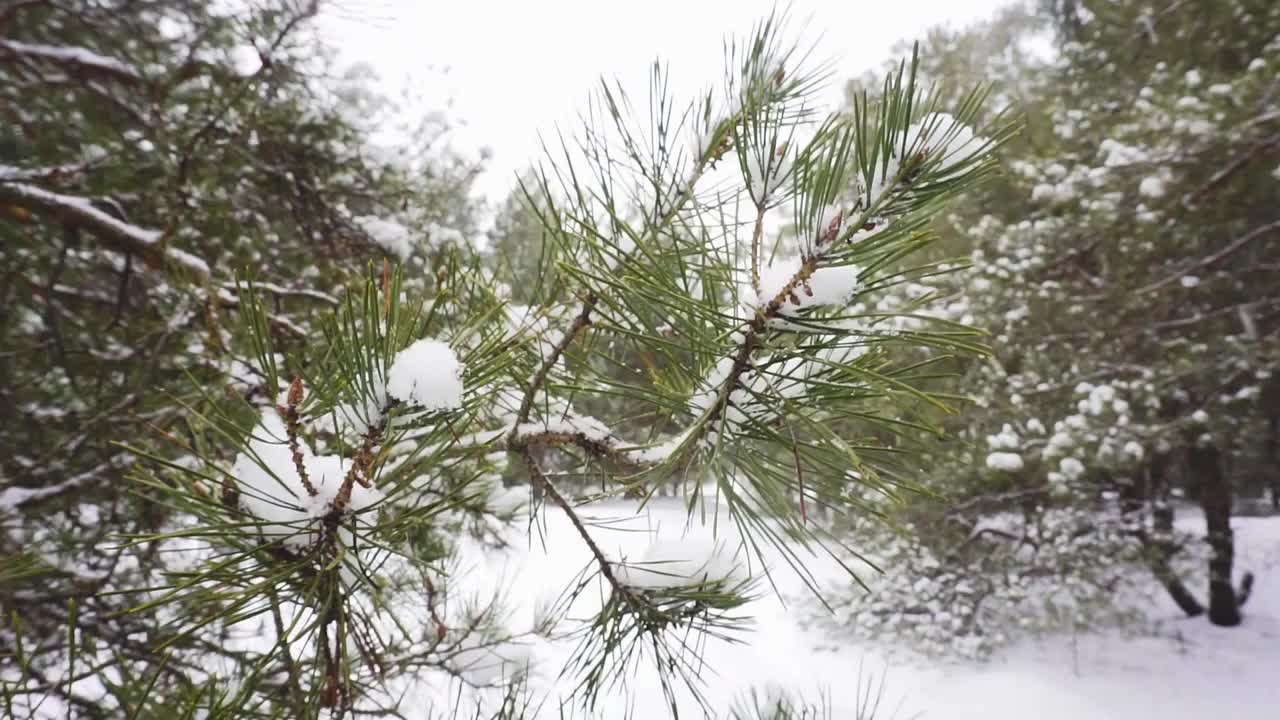 降雪视频素材