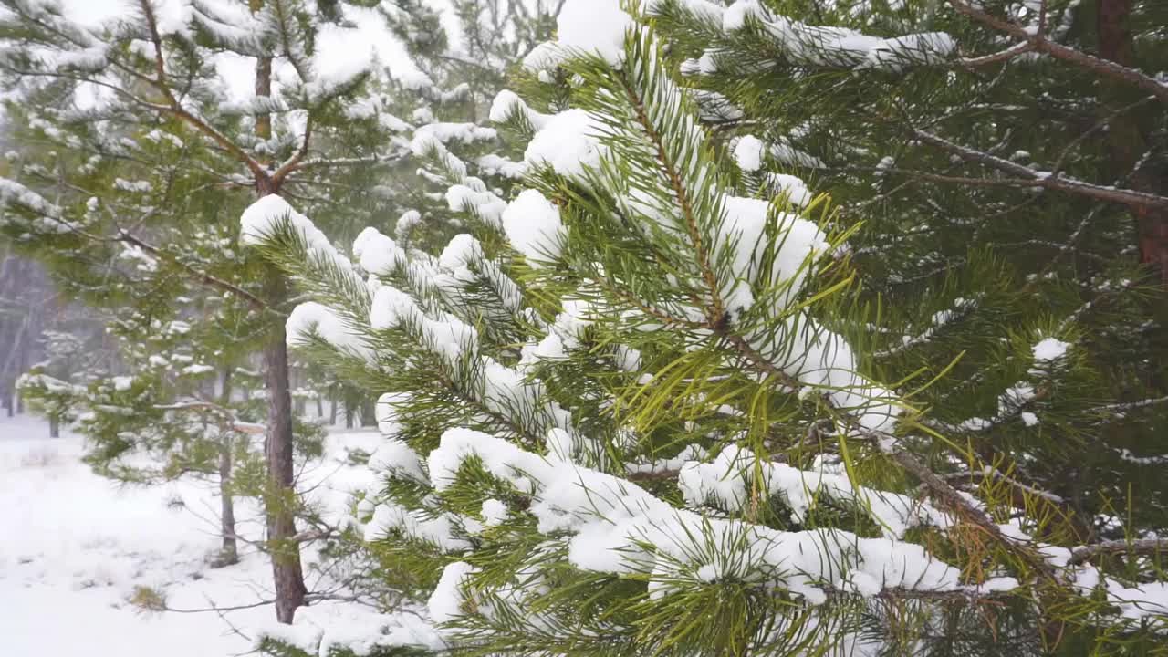 降雪视频素材