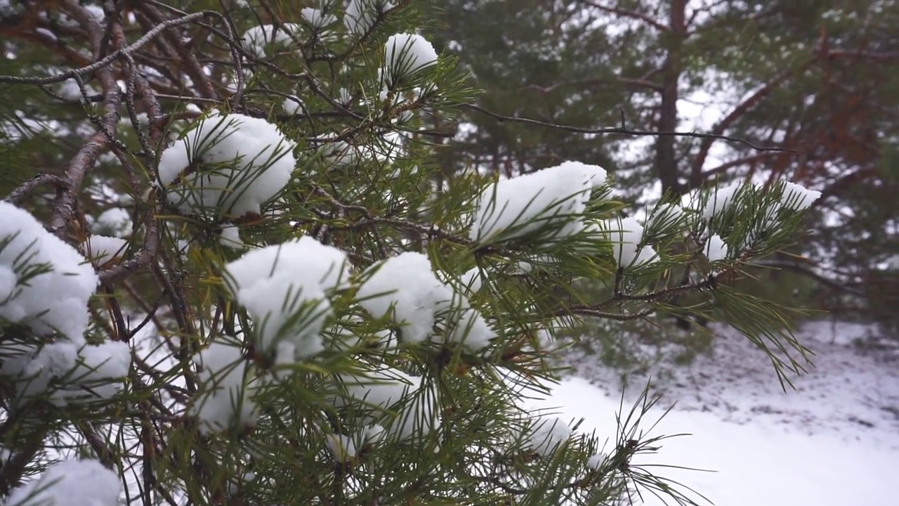 降雪视频素材