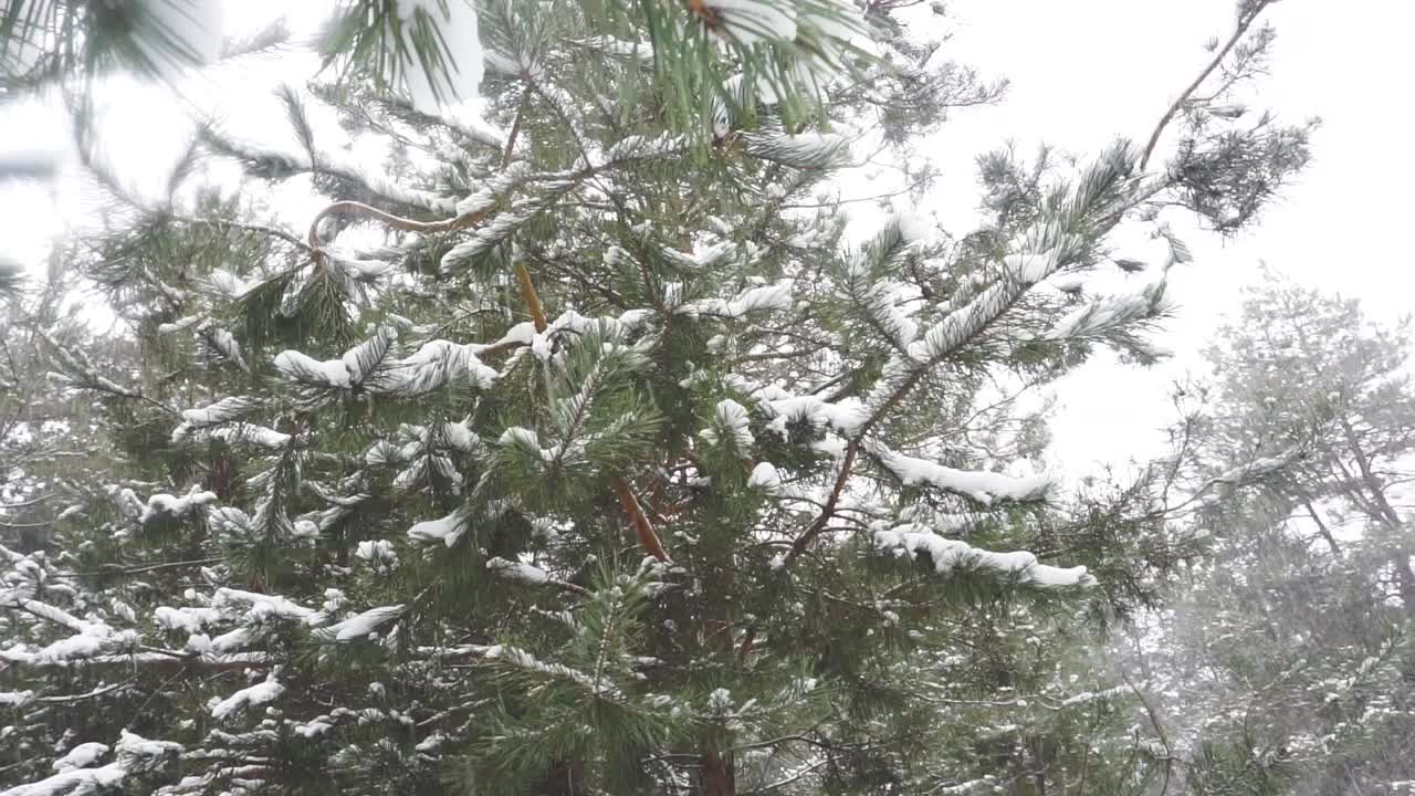 降雪视频素材