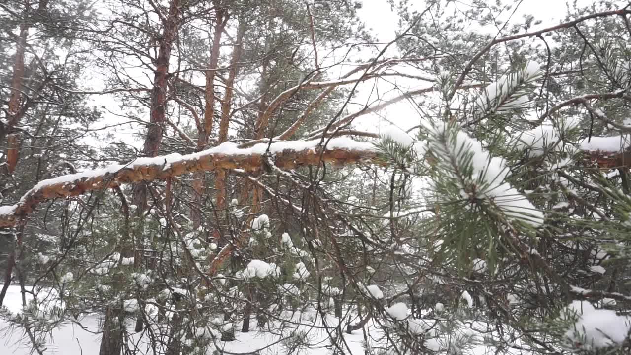 降雪视频素材