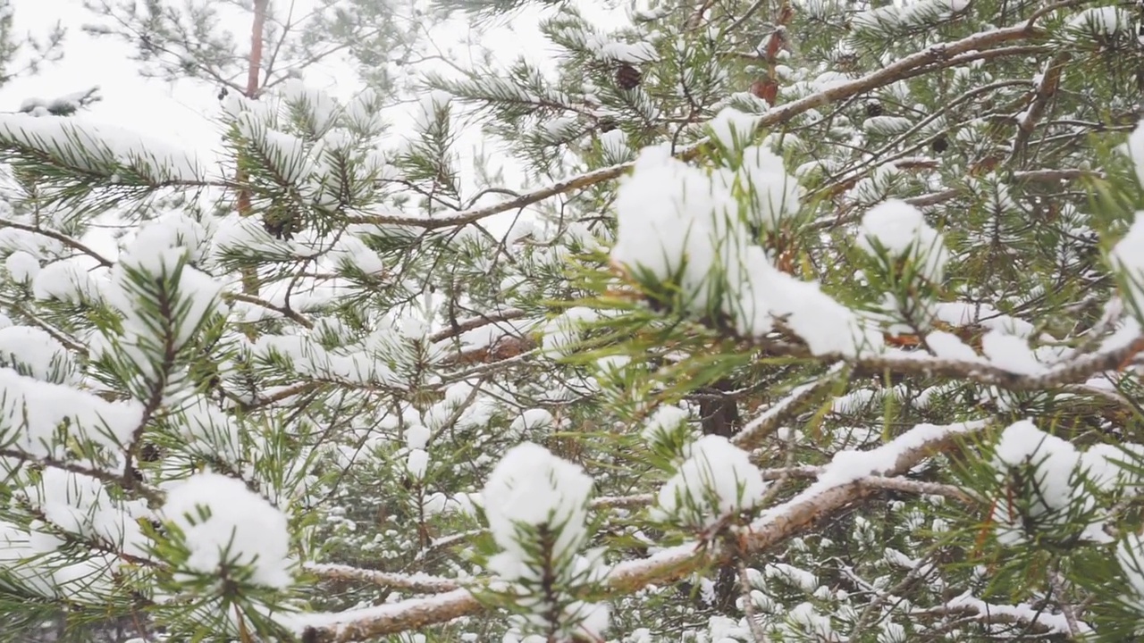 降雪视频素材