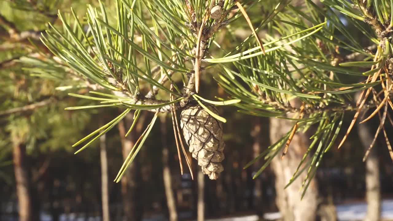 分支视频素材