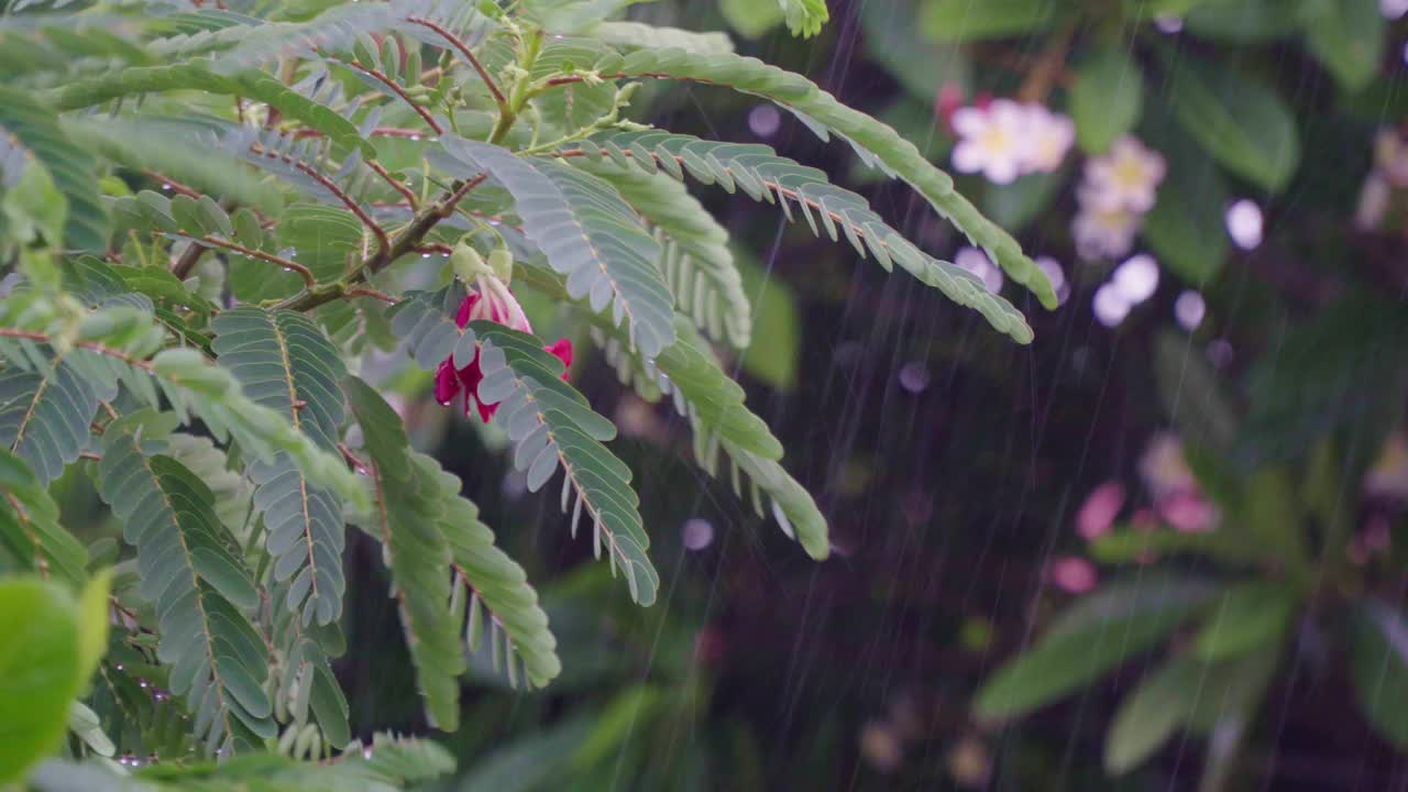 雨水落在绿叶上视频素材