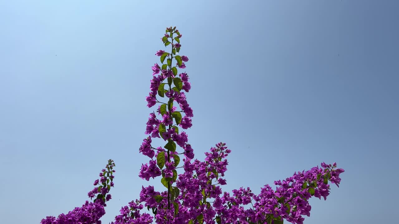 花九重葛迎着晴朗的蓝天。视频素材