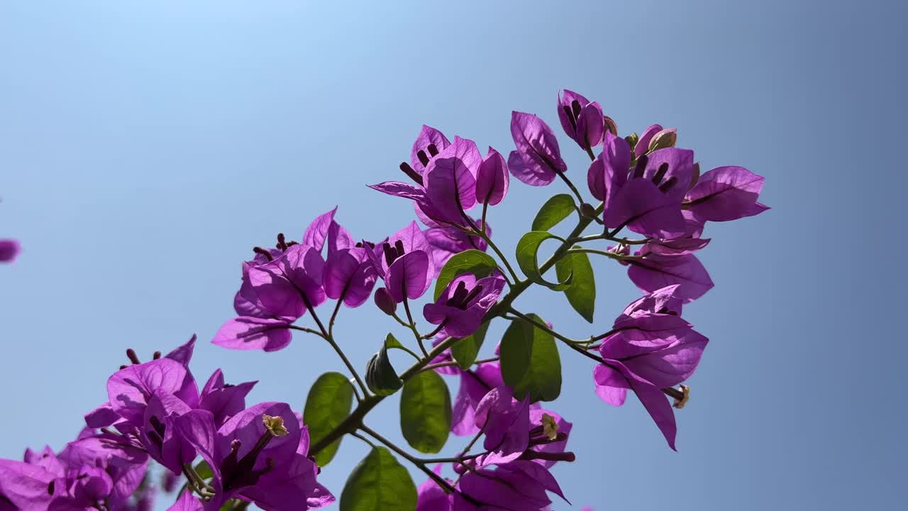 九重葛花紫色粉红色的花细枝在蓝色的天空。视频素材