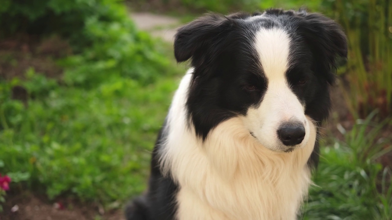 户外肖像可爱的微笑小狗边境牧羊犬坐在公园的背景。在阳光明媚的夏日里，小狗的脸很有趣。宠物护理和有趣的动物生活理念。视频素材