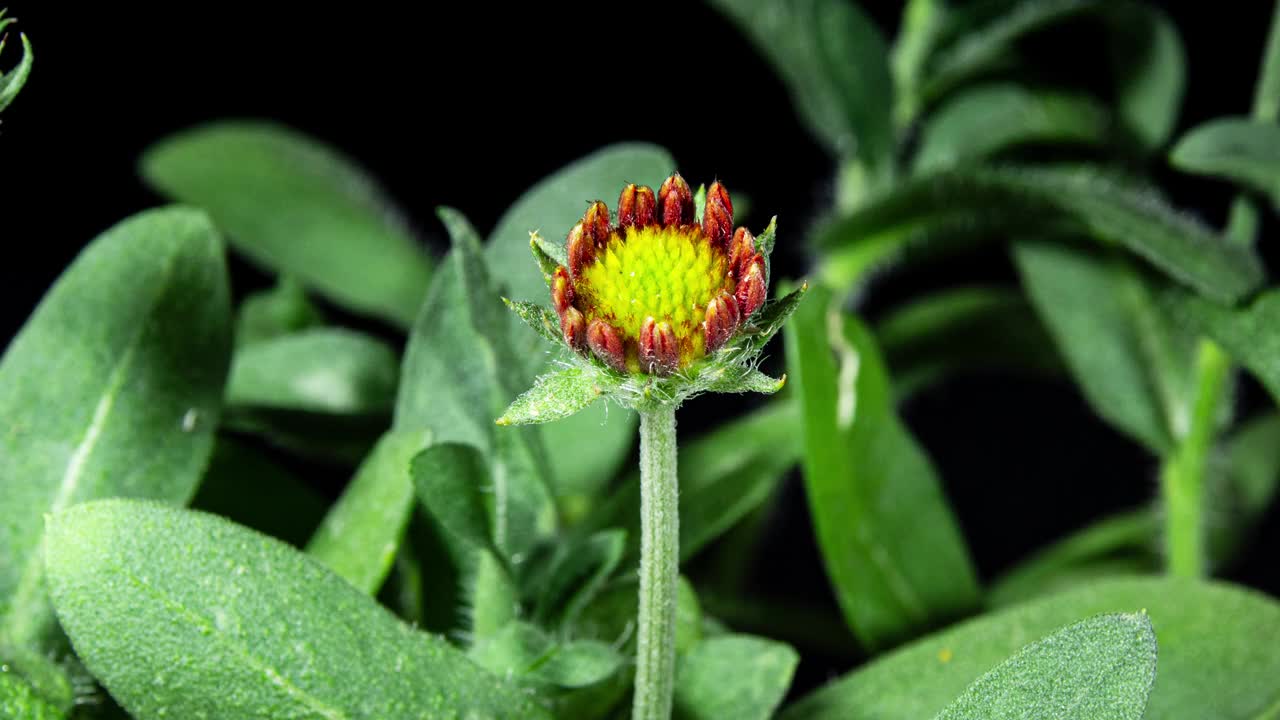 黑色背景上的红花盖拉迪亚开花，美丽的毯花植物开花特写镜头视频素材