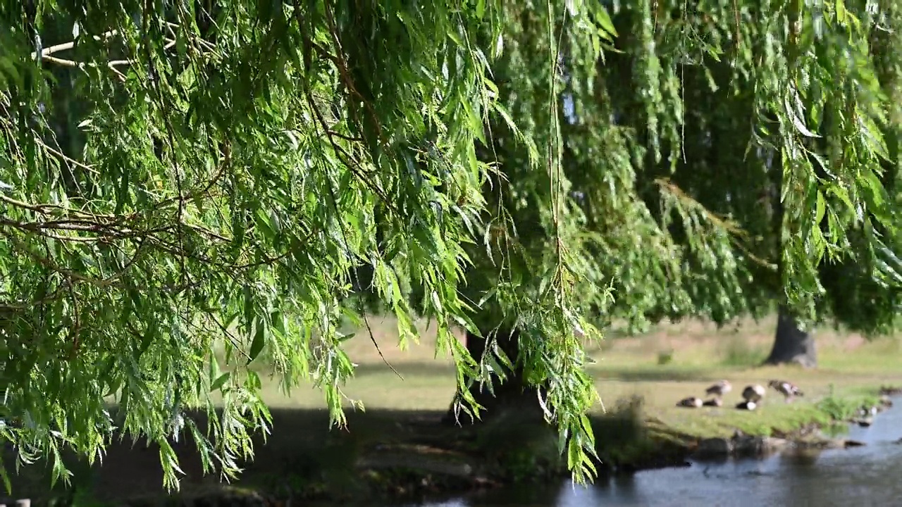 垂柳在风中轻轻摇曳视频素材