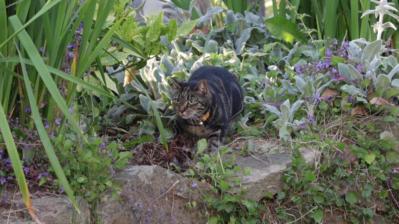 虎斑猫在花园里打猎视频下载