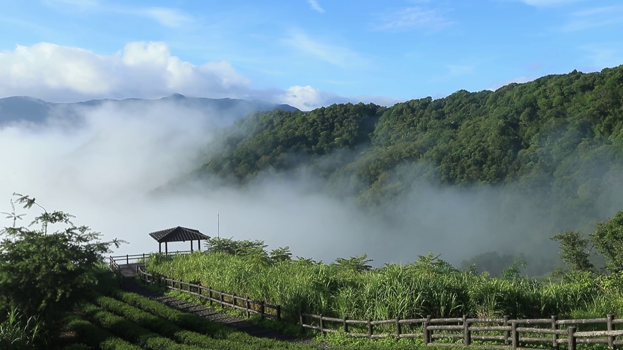 日出茶园云海视频下载