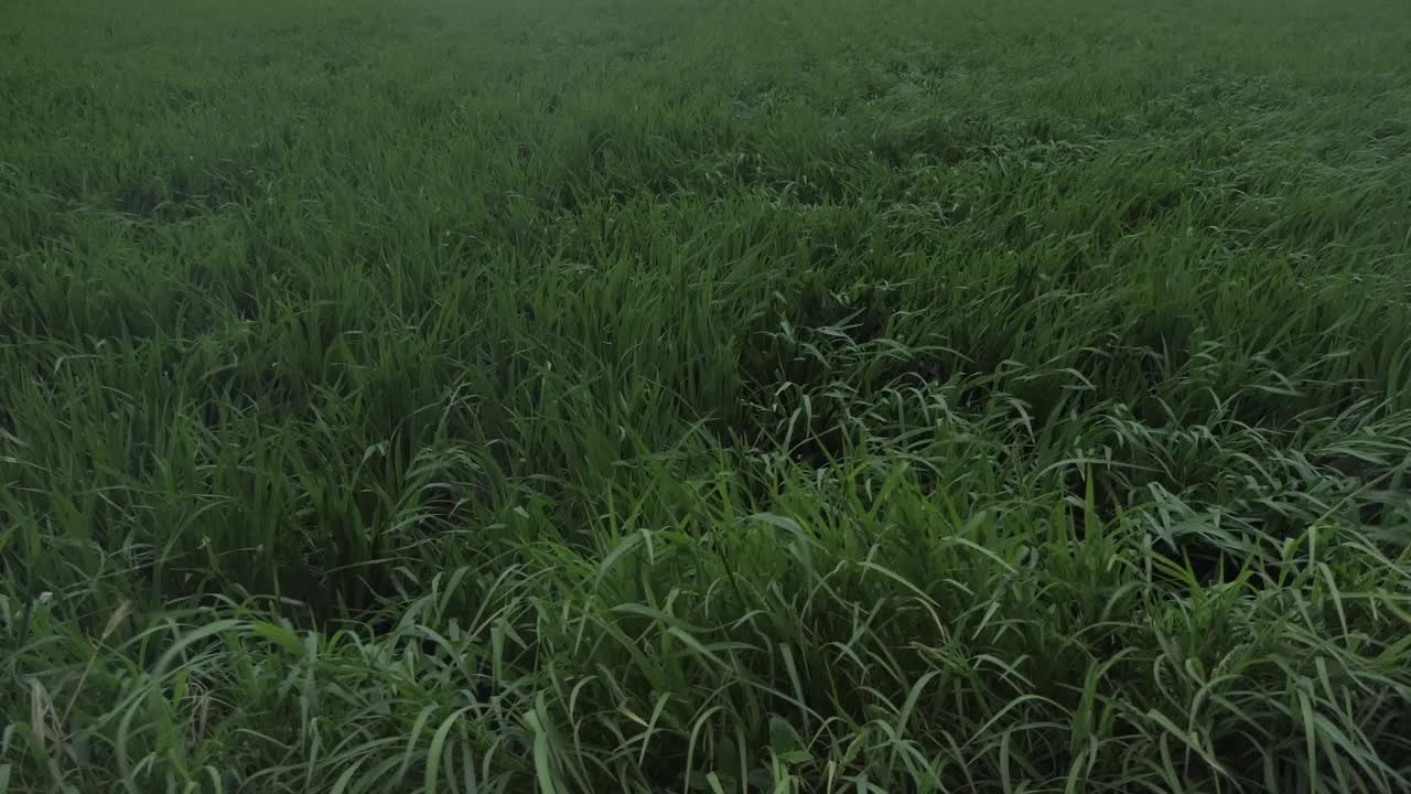 田野里的大风视频素材