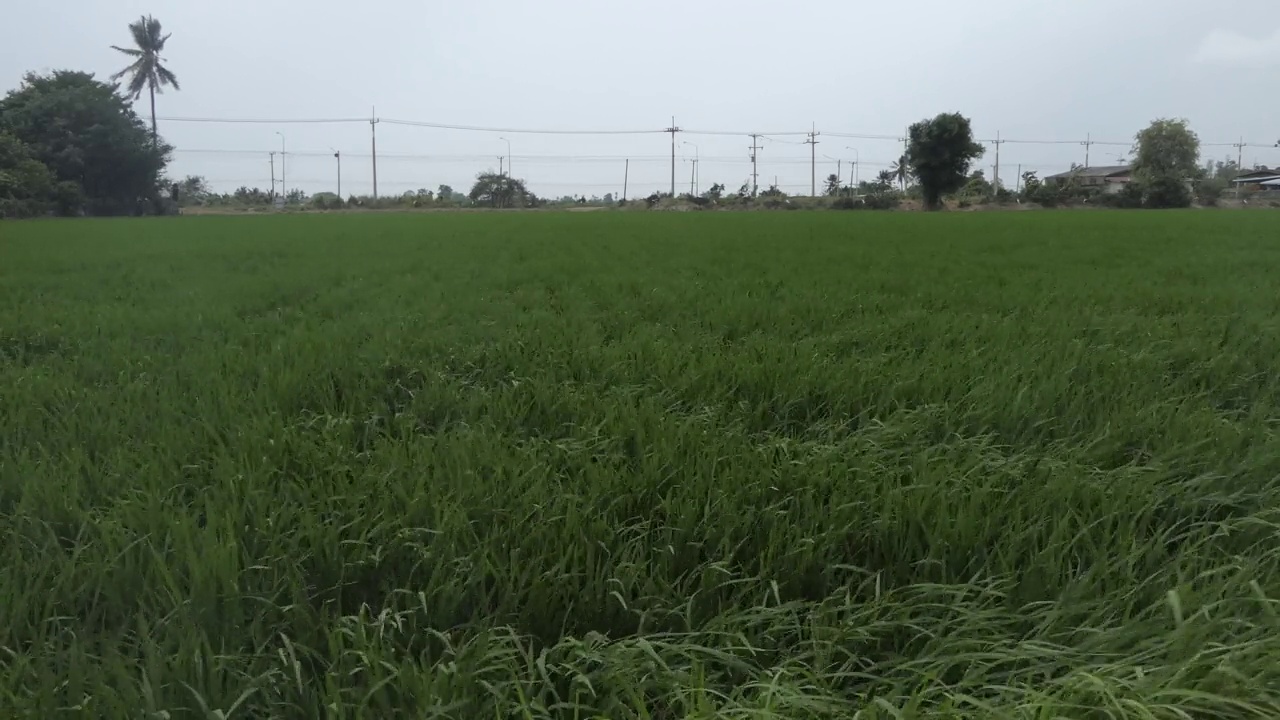 田野里的大风视频素材