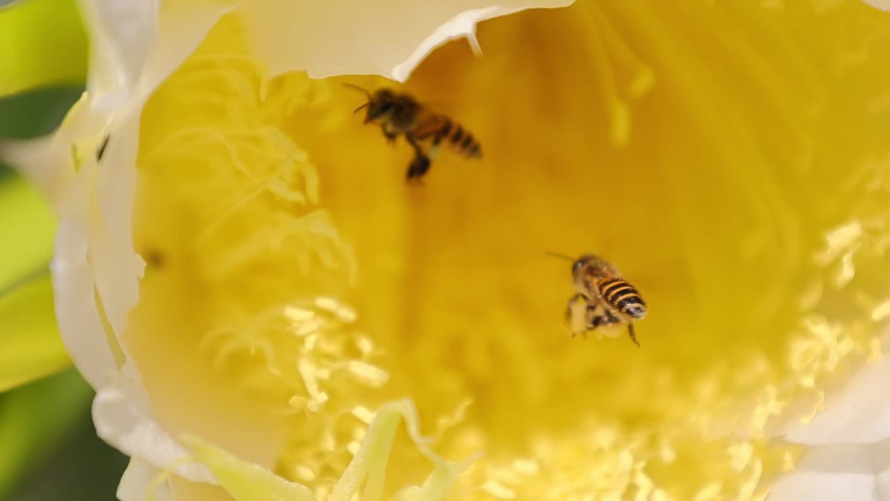 黄花和蜜蜂的慢动作视频素材