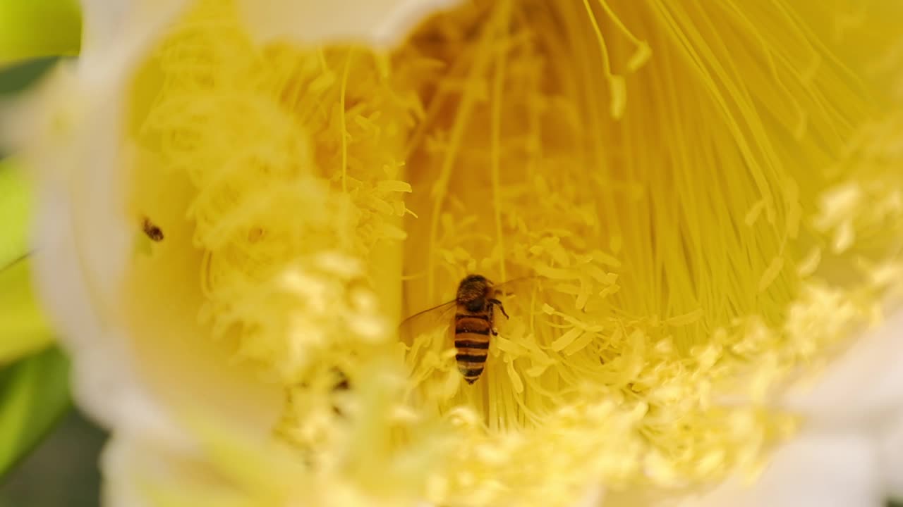 黄花和蜜蜂的慢动作视频素材