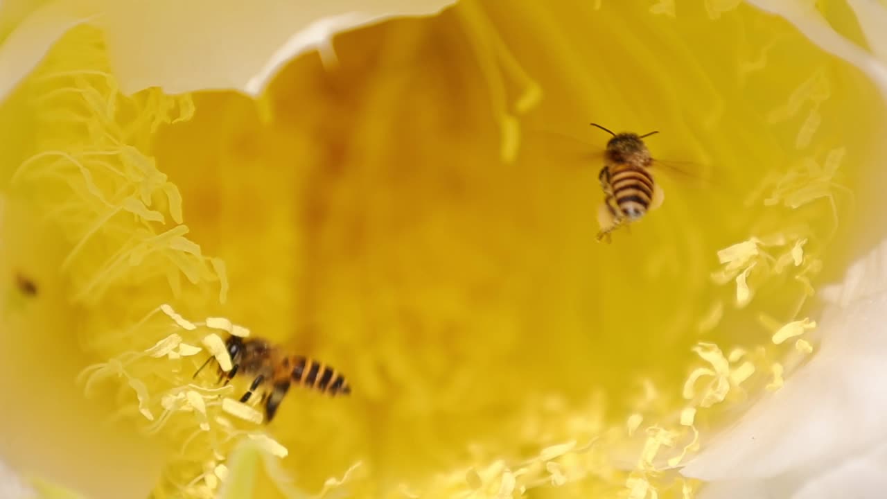 黄花和蜜蜂的慢动作视频素材