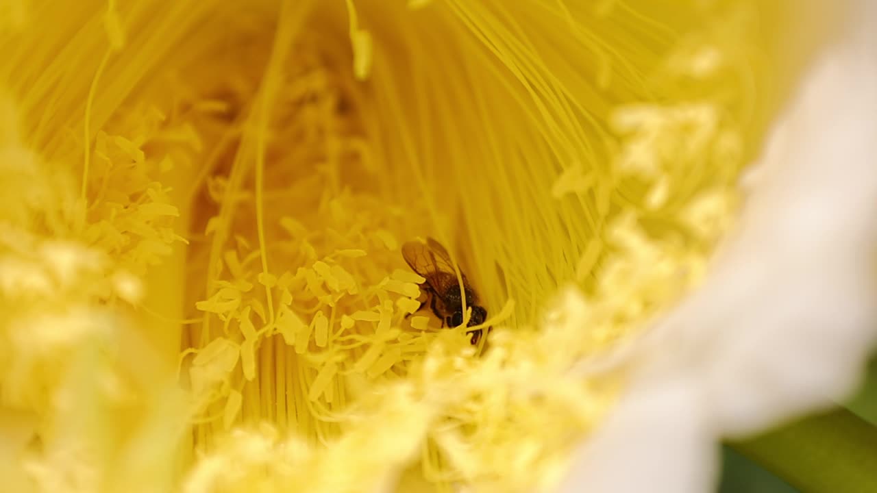 黄花和蜜蜂的慢动作视频素材