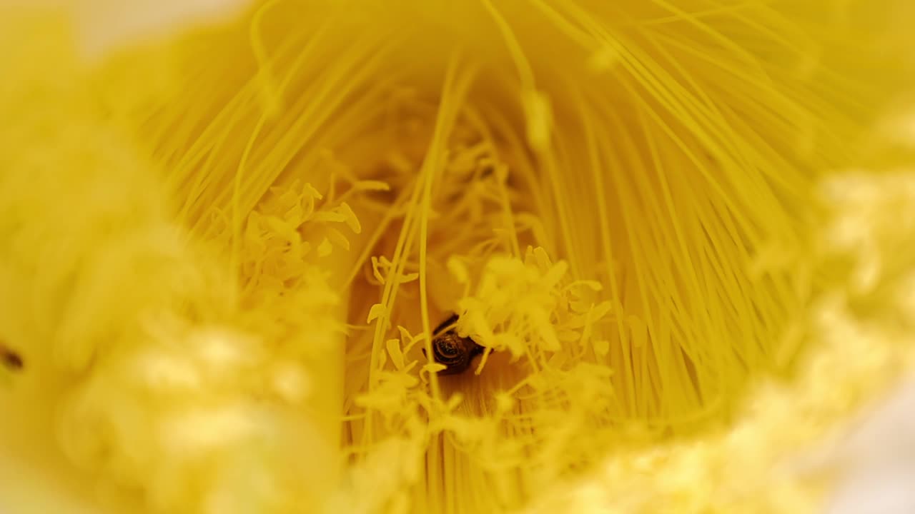 黄花和蜜蜂的慢动作视频素材