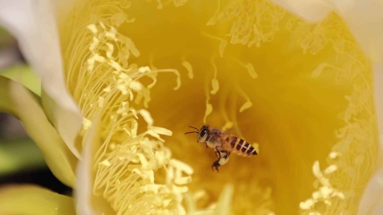 黄花和蜜蜂的慢动作视频素材