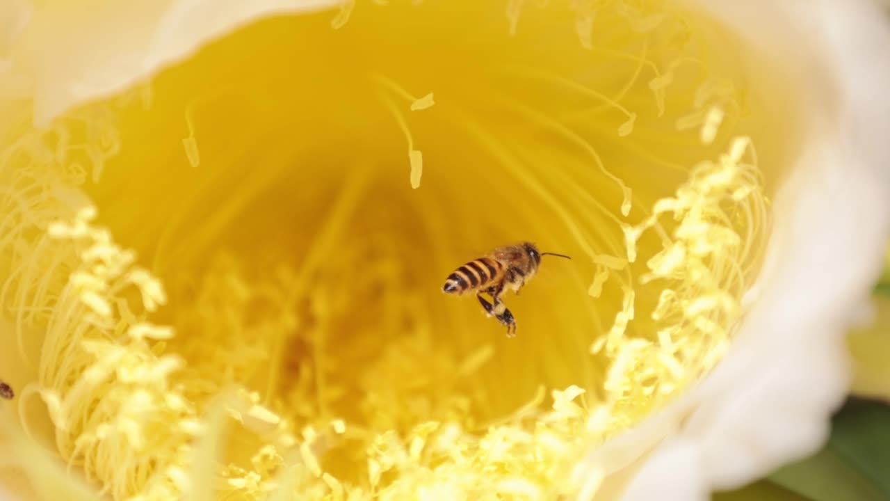 黄花和蜜蜂的慢动作视频素材