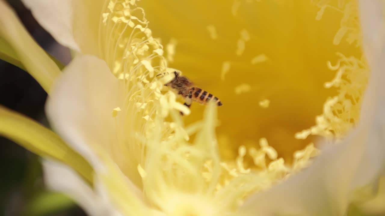 黄花和蜜蜂的慢动作视频素材