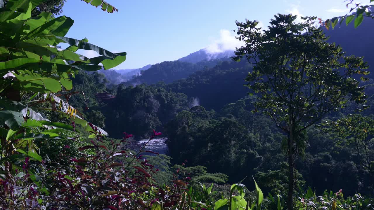 哥斯达黎加的雨林视频素材